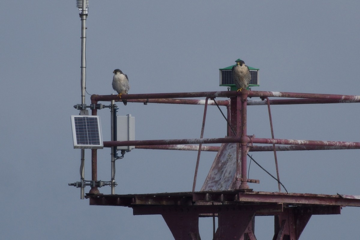 Peregrine Falcon - ML644568464