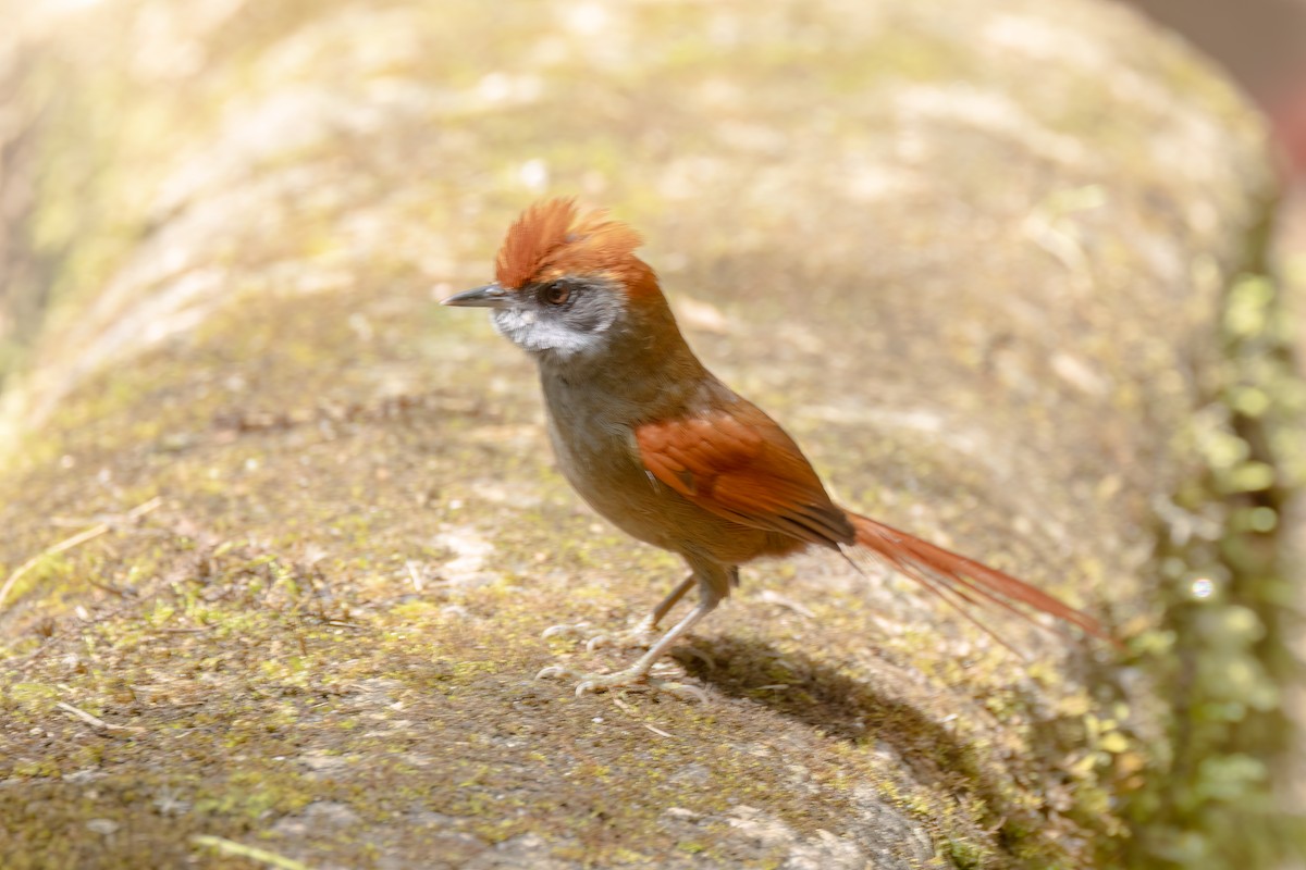 Rufous-capped Spinetail - ML644568466