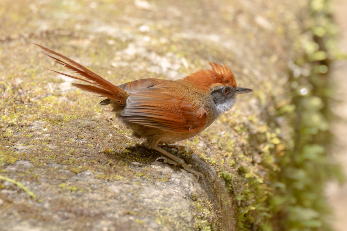Rufous-capped Spinetail - ML644568469