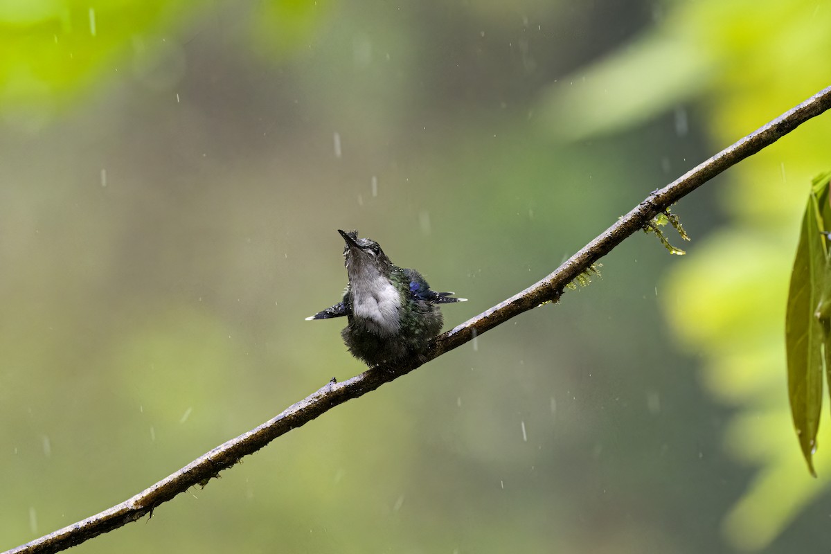 Andean Emerald - ML644568470
