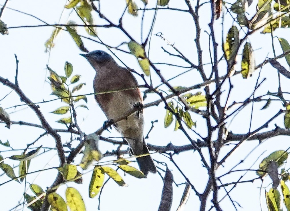 Eastern Bluebird - ML644568474