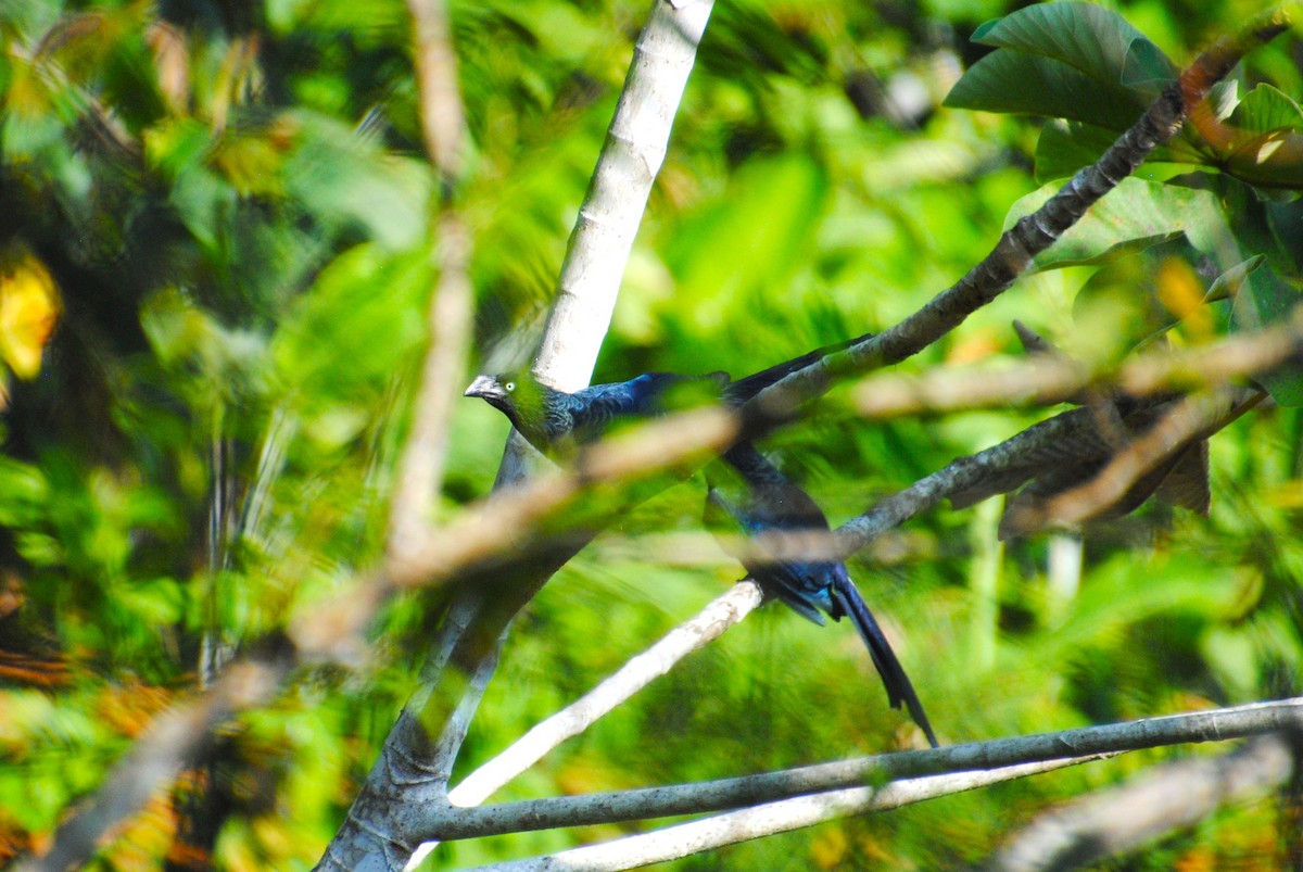 Greater Ani - ML644568477