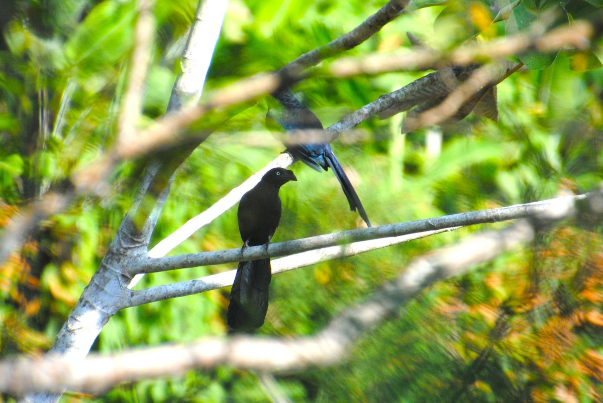 Greater Ani - ML644568478