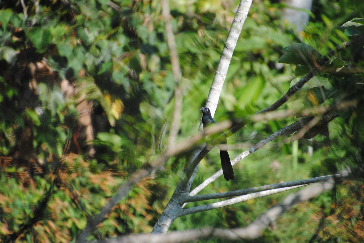 Greater Ani - ML644568480