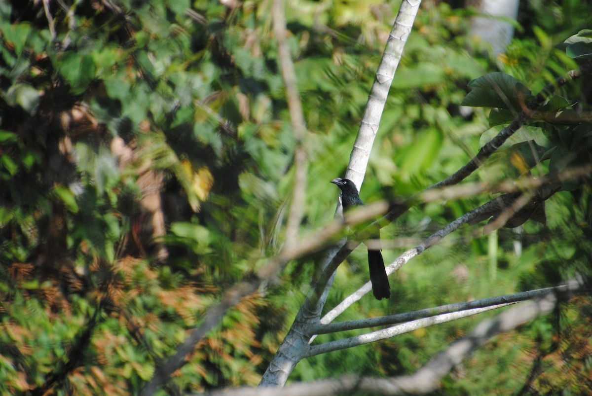 Greater Ani - ML644568481