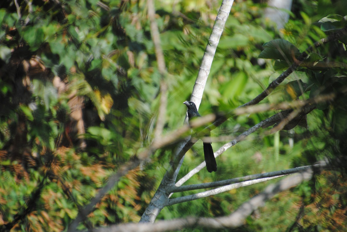 Greater Ani - ML644568482