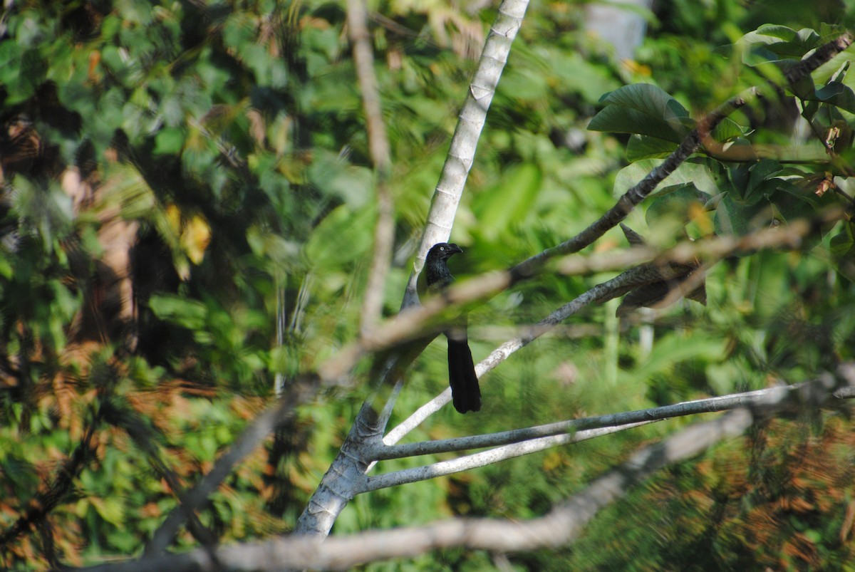 Greater Ani - ML644568483