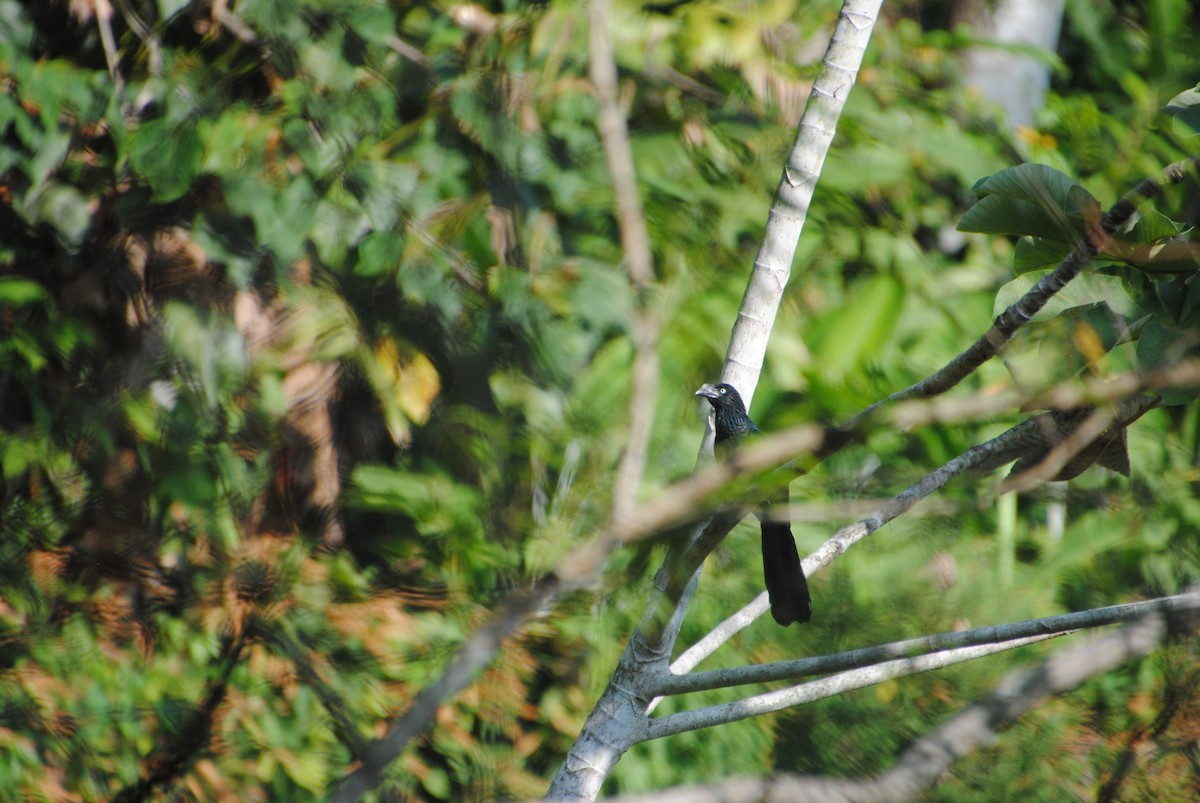 Greater Ani - ML644568484