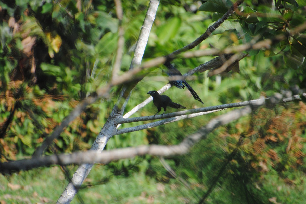 Greater Ani - ML644568485