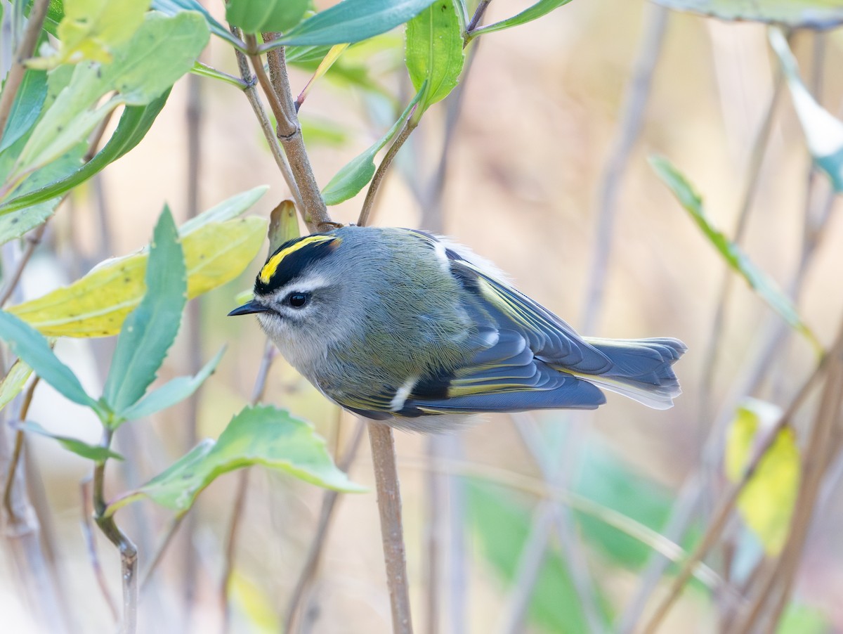 Golden-crowned Kinglet - ML644568486