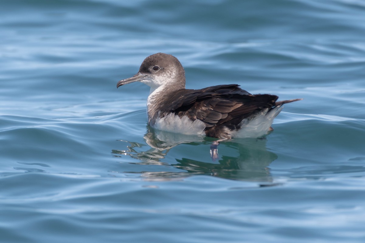 マンクスミズナギドリ - ML644568501