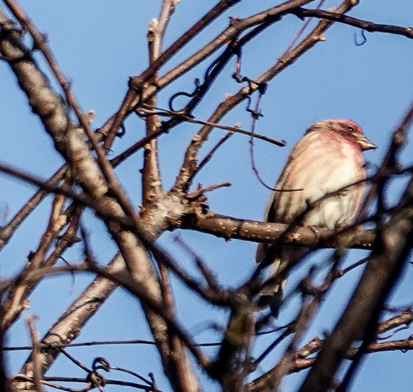 Purple Finch - ML644568507