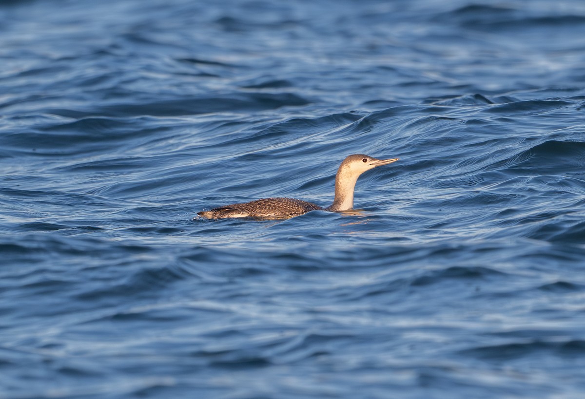 Plongeon catmarin - ML644568508