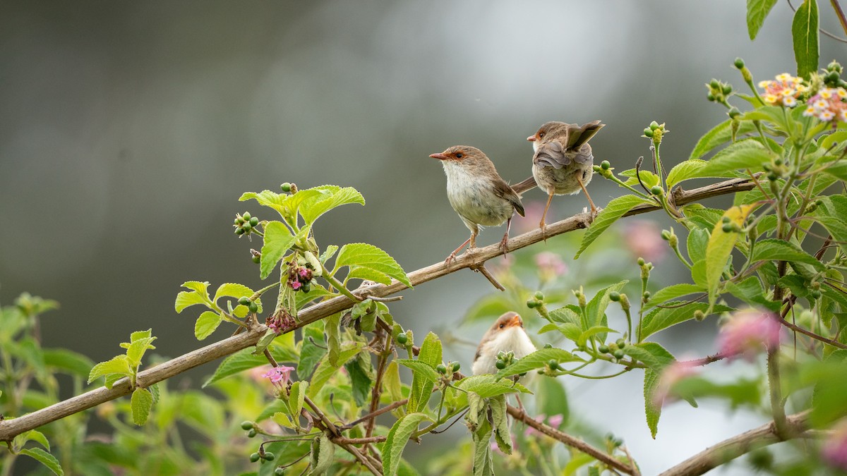 Superb Fairywren - ML644568512