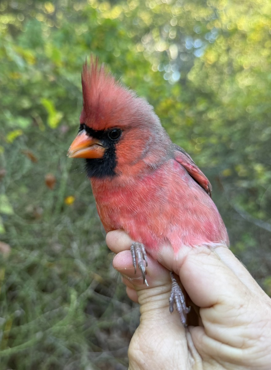 Kardinal arrunta - ML644568515