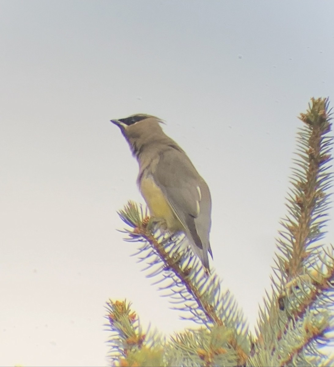 ヒメレンジャク - ML644568517