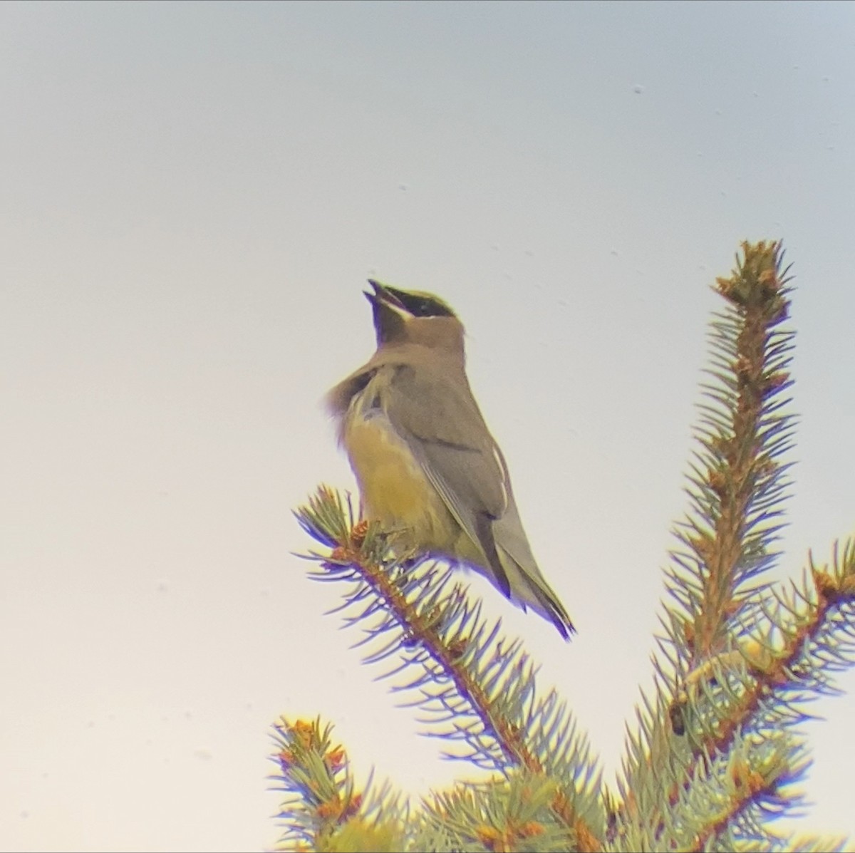 ヒメレンジャク - ML644568518