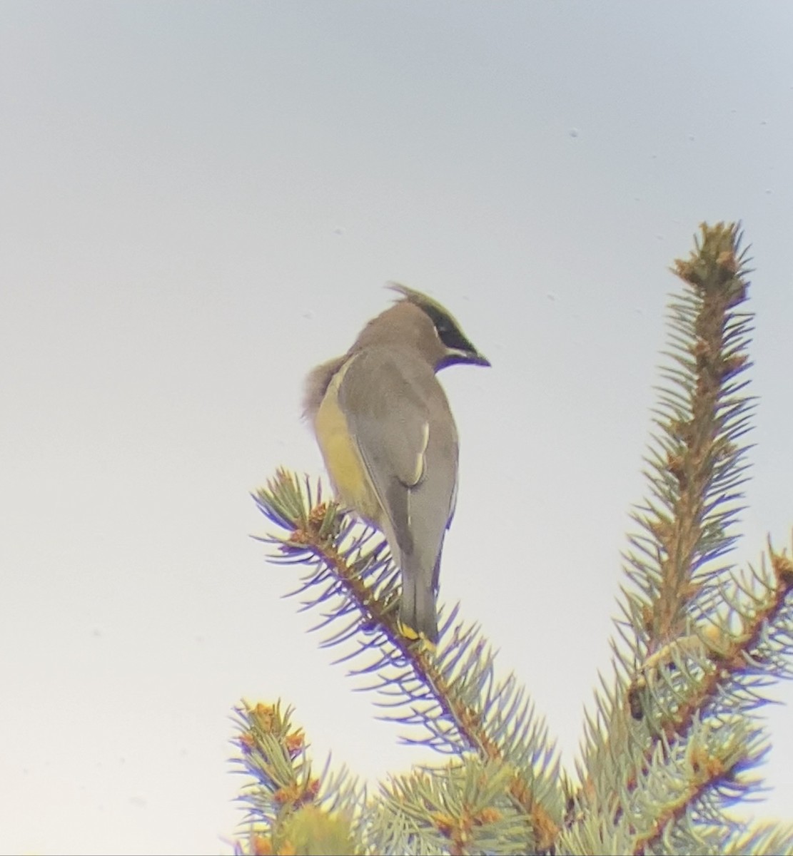 ヒメレンジャク - ML644568519