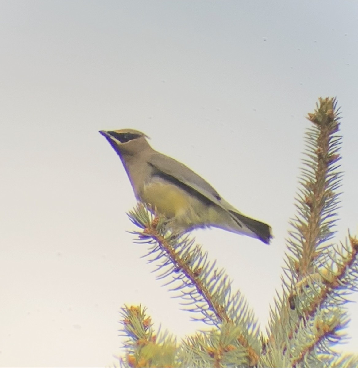 ヒメレンジャク - ML644568520