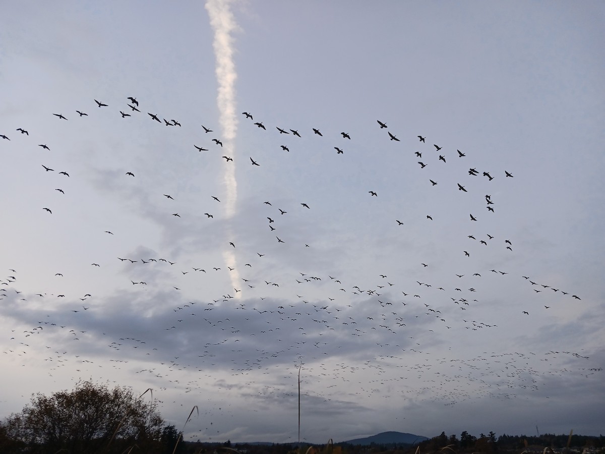 Cackling Goose - ML644568525