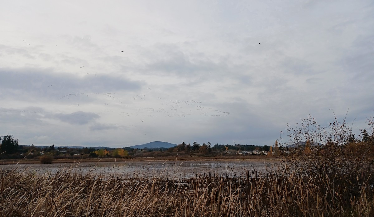 Cackling Goose - ML644568526