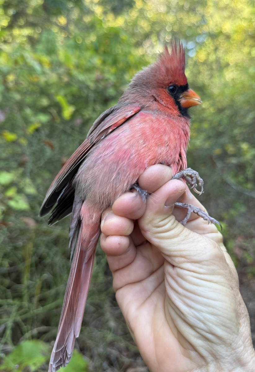 Kardinal arrunta - ML644568528