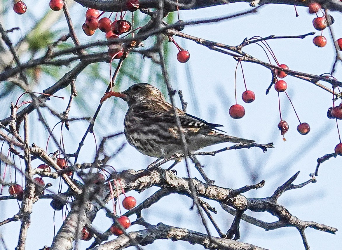 Purple Finch - ML644568543