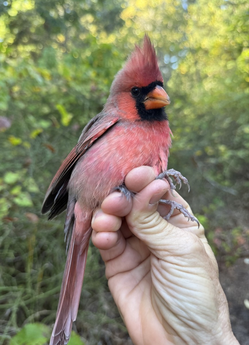 Kardinal arrunta - ML644568545