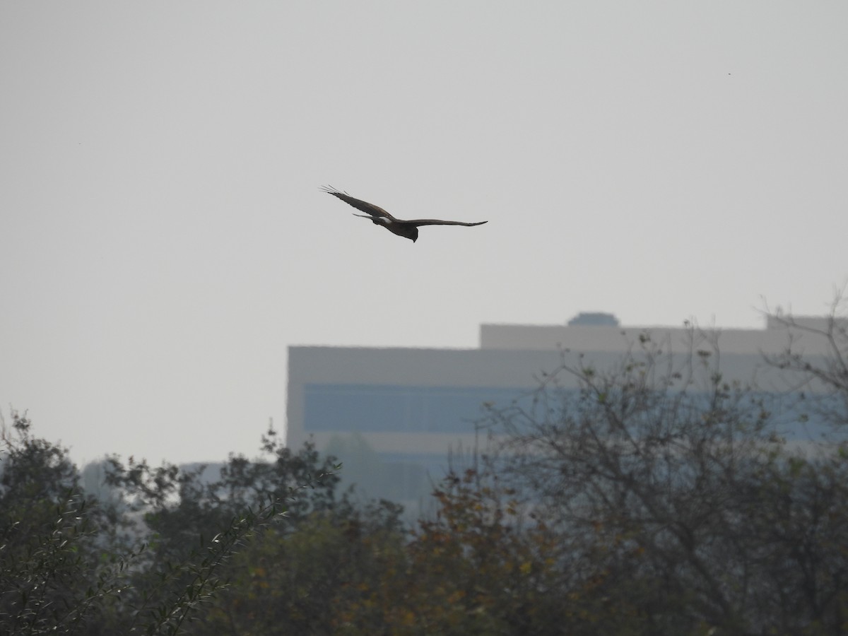 Hudsonweihe - ML644568546