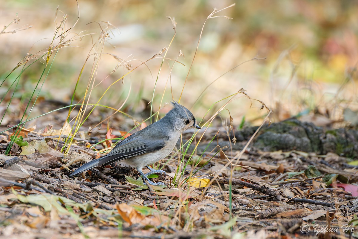 gråduskmeis - ML644568551