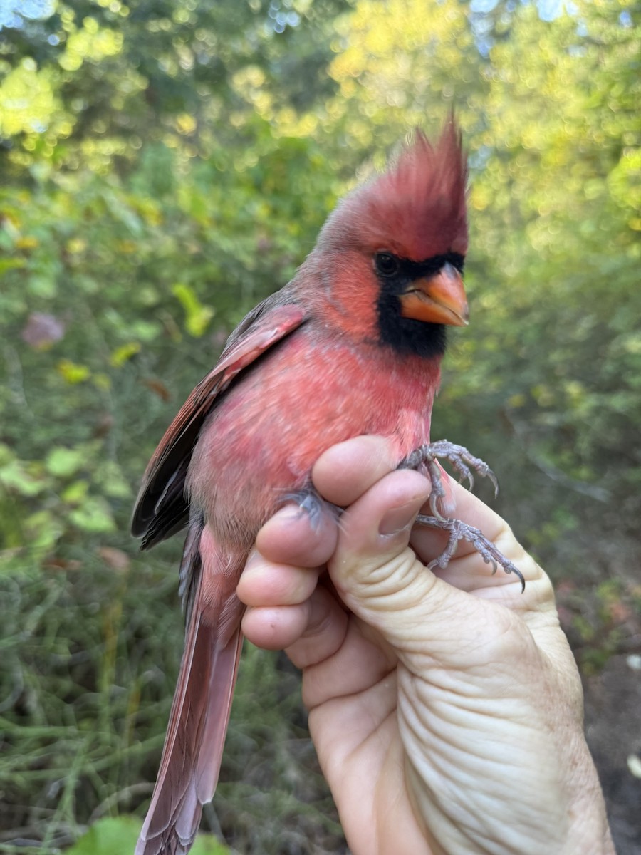 Kardinal arrunta - ML644568552