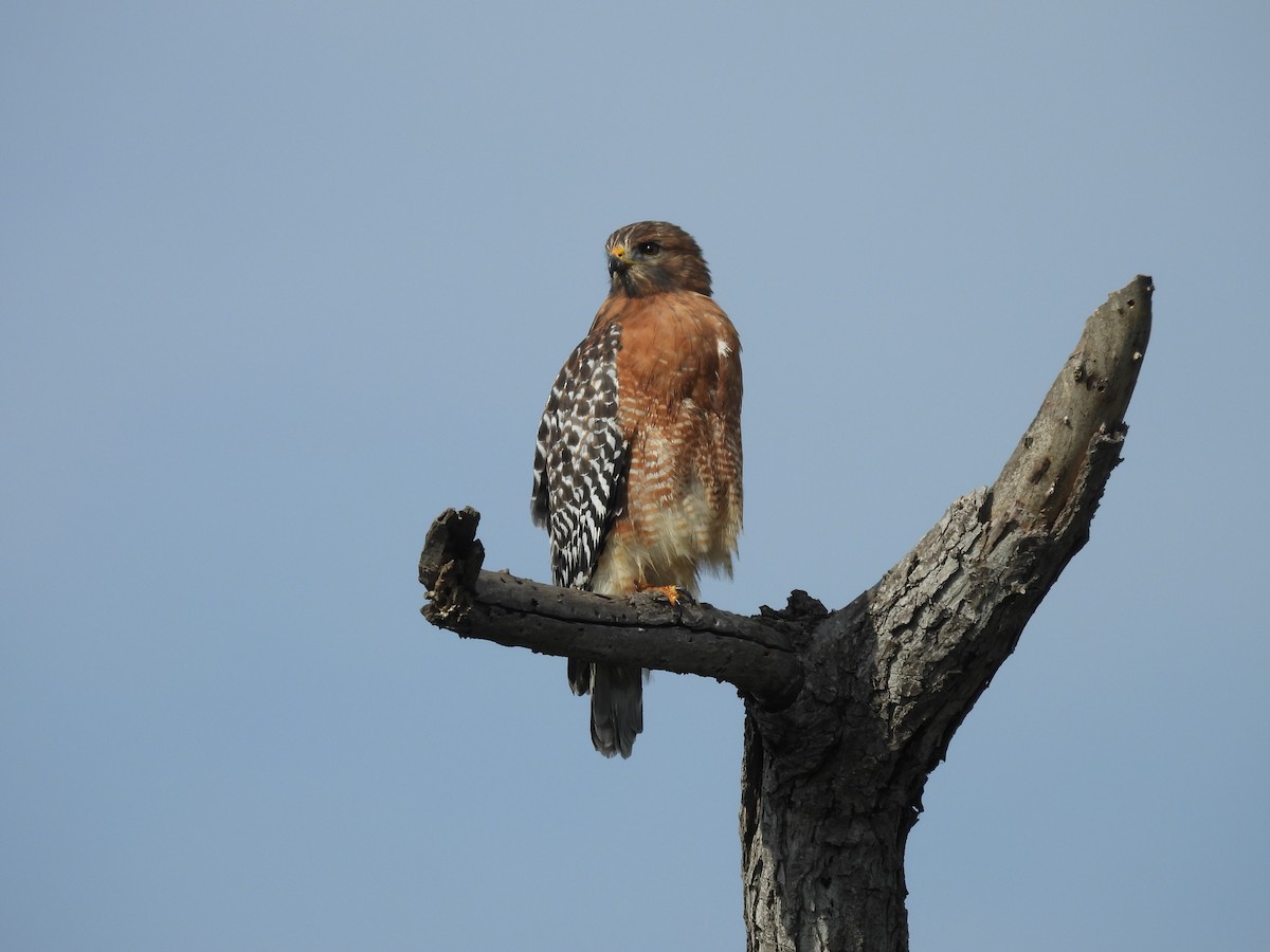 Red-shouldered Hawk - ML644568556