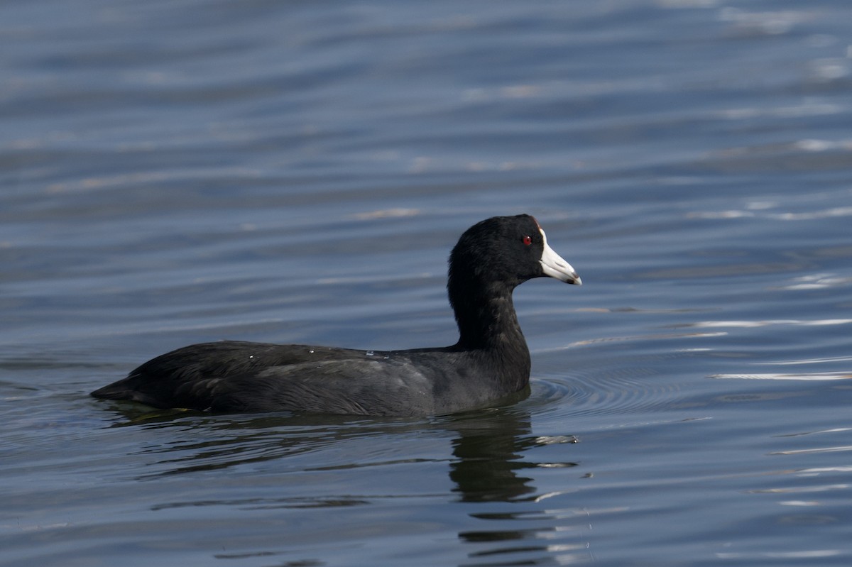 American Coot - ML644568557