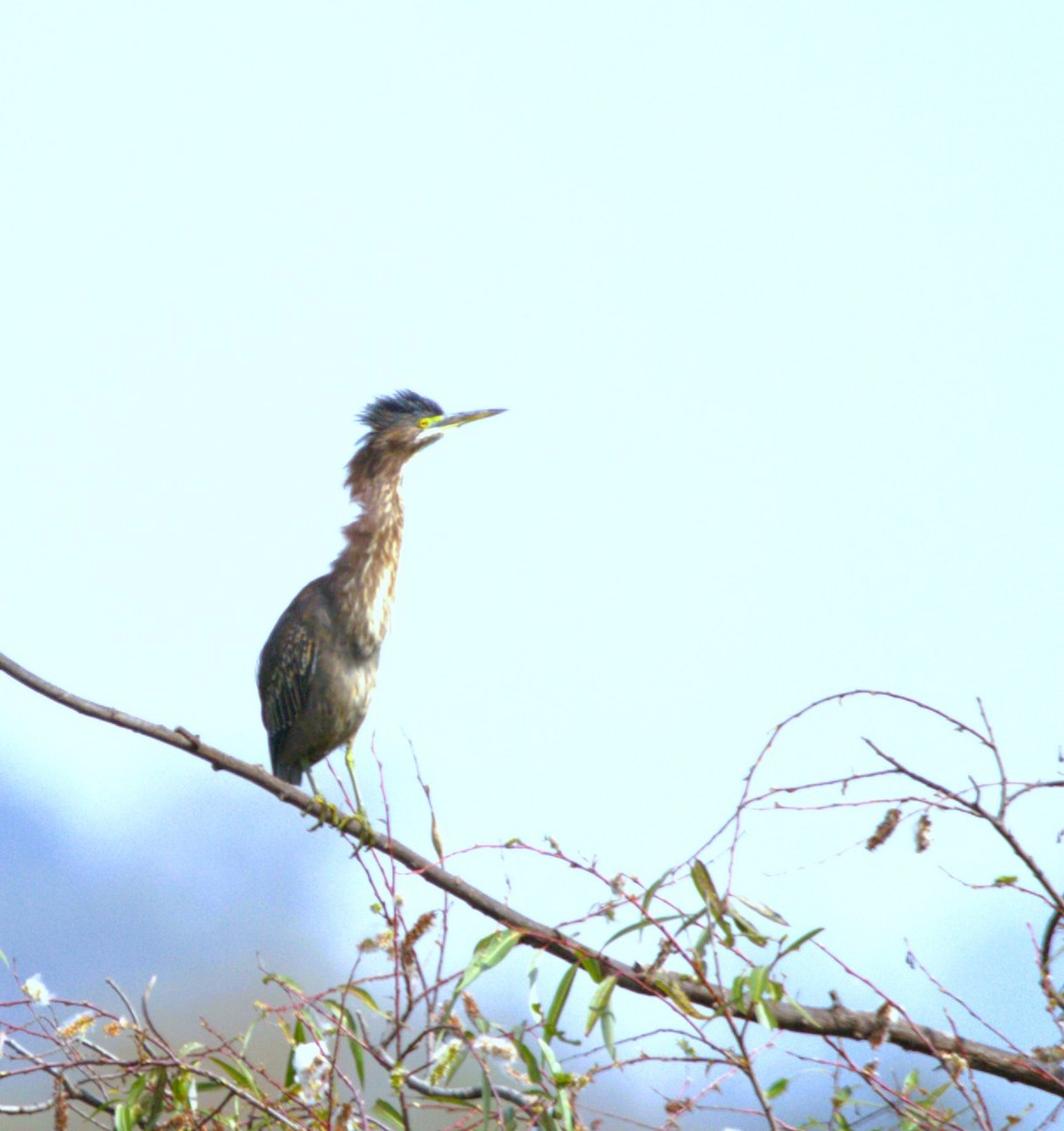 Koartzatxo berdea - ML644568558