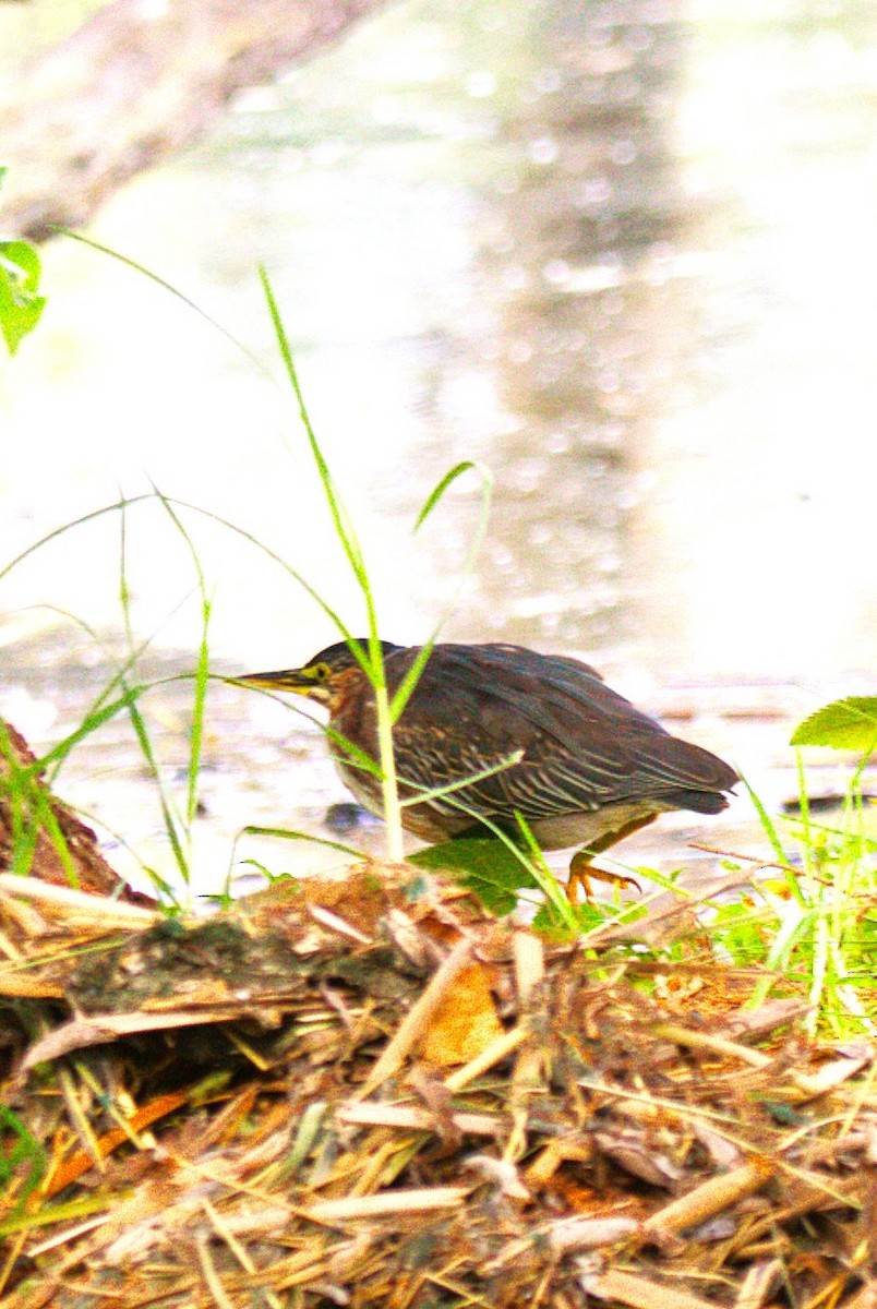 Koartzatxo berdea - ML644568559