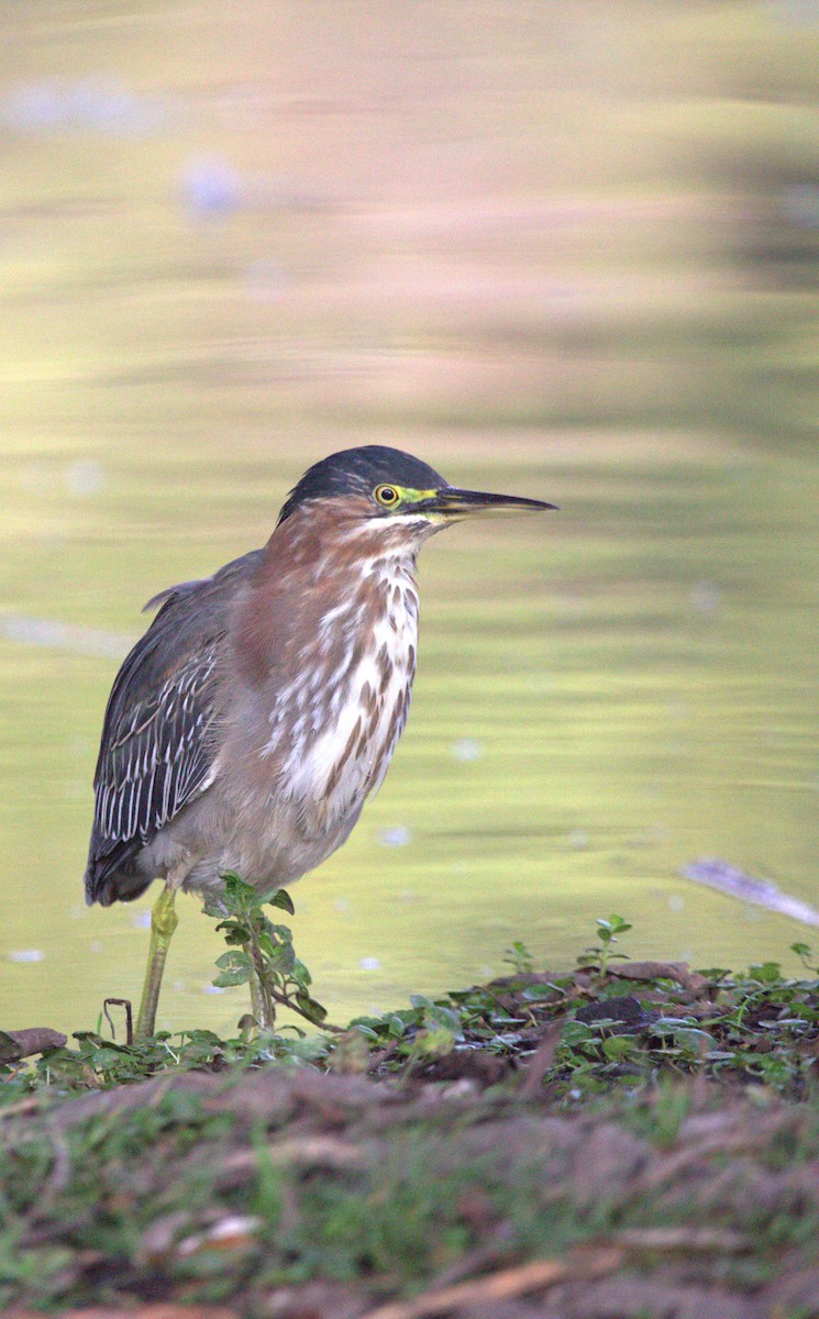 Koartzatxo berdea - ML644568560