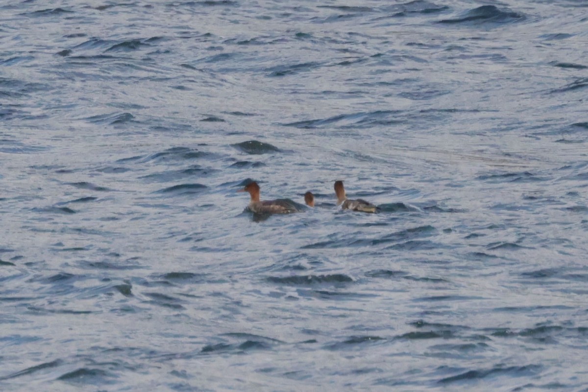 מרגון בינוני - ML644568561