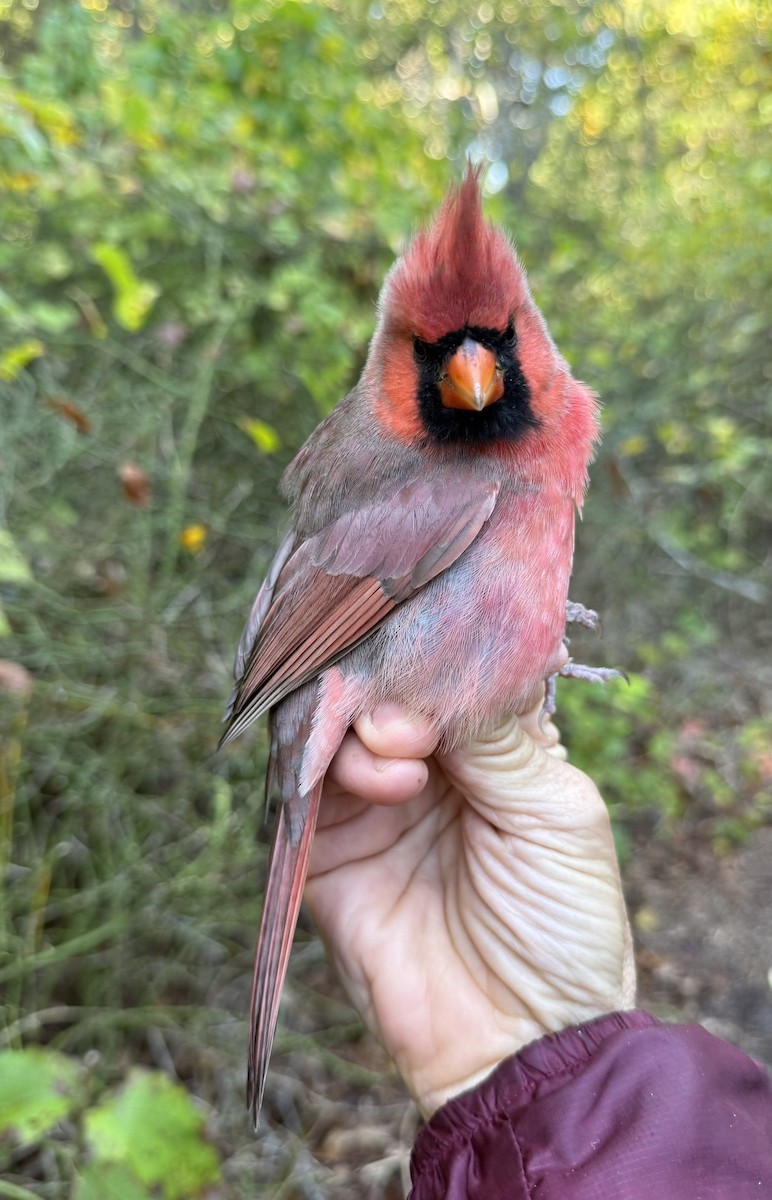 Kardinal arrunta - ML644568563