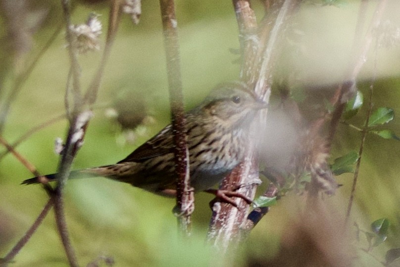 strnadec pruhohlavý - ML644568586