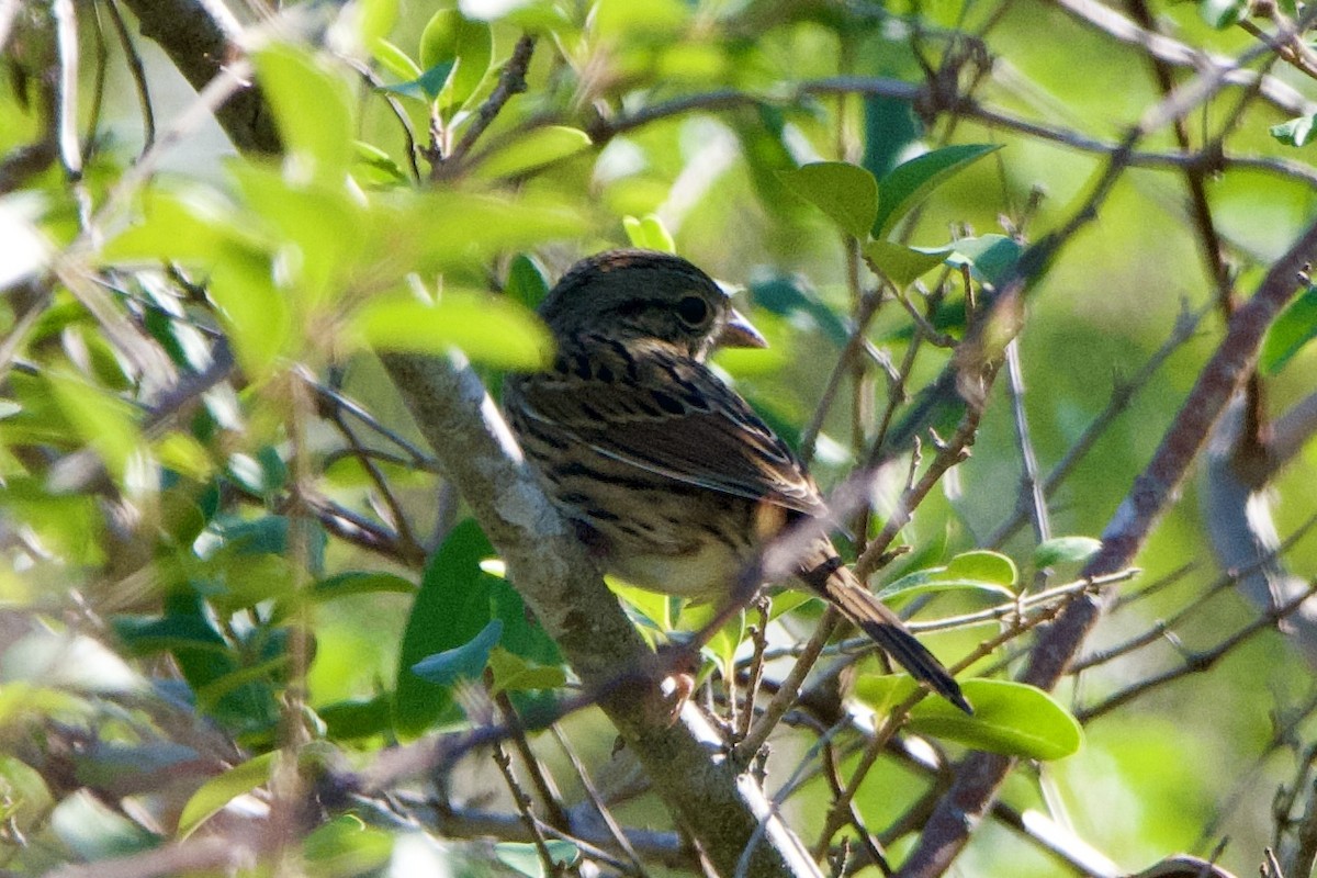 strnadec pruhohlavý - ML644568587