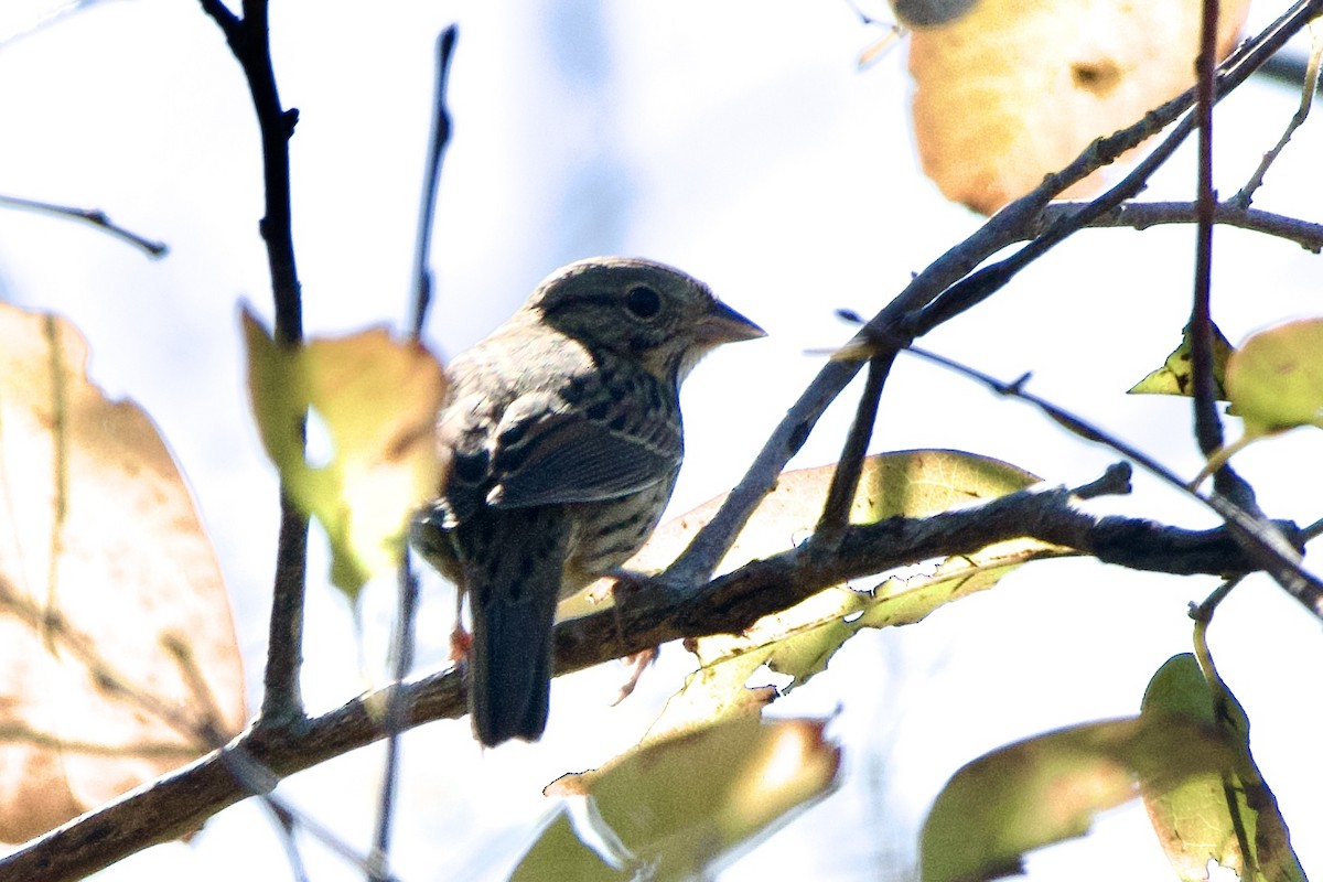 strnadec pruhohlavý - ML644568588