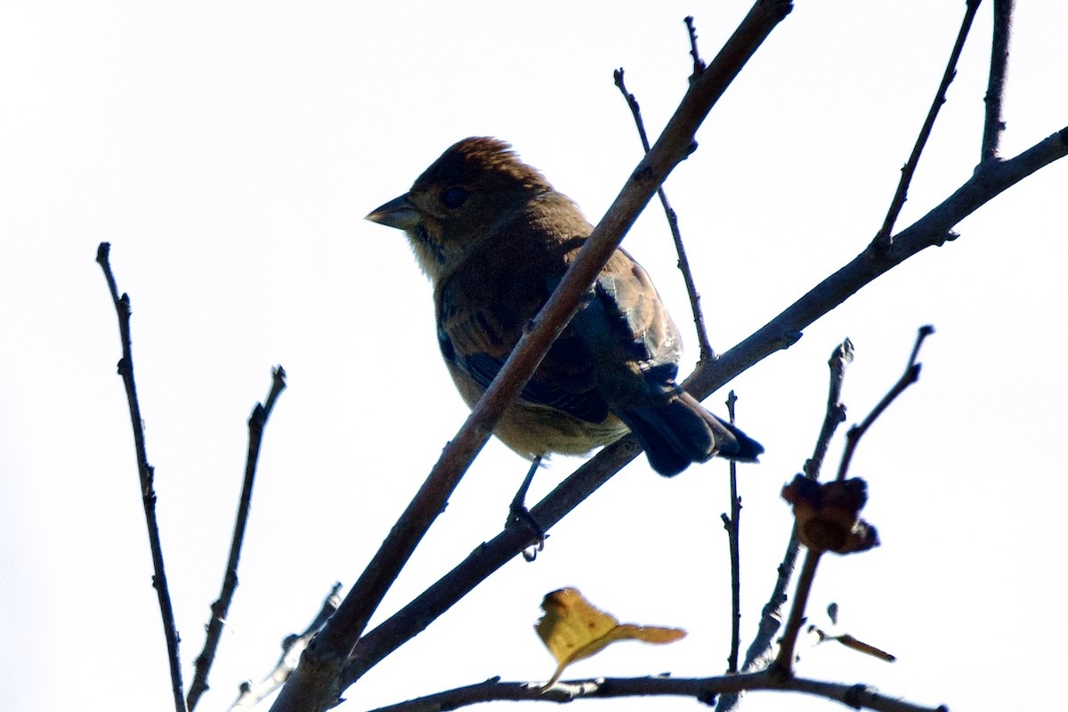 Indigo Bunting - ML644568591