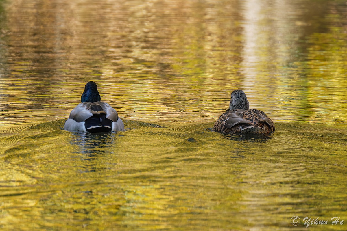 Зэрлэг нугас - ML644568596