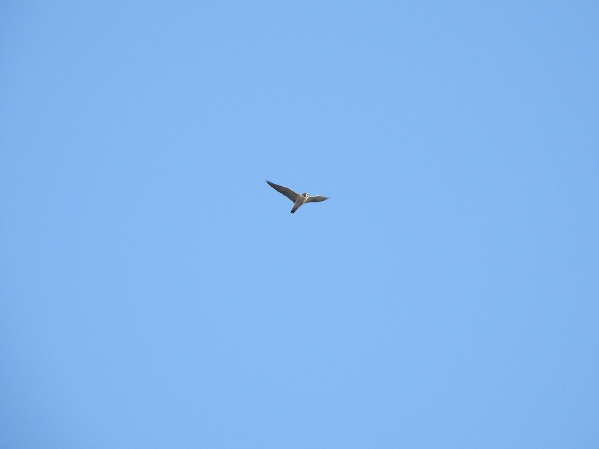 Peregrine Falcon - ML644568604