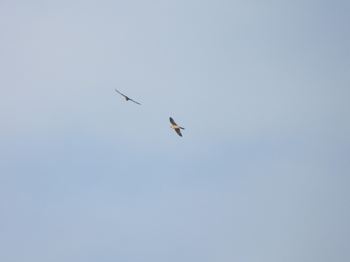 Peregrine Falcon - ML644568613