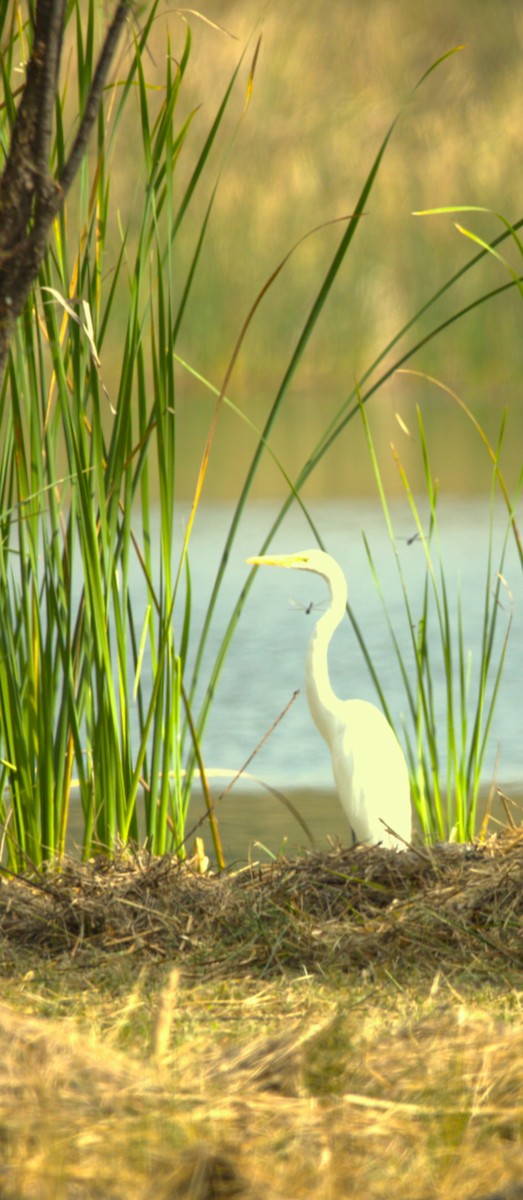 Koartza zuria - ML644568617