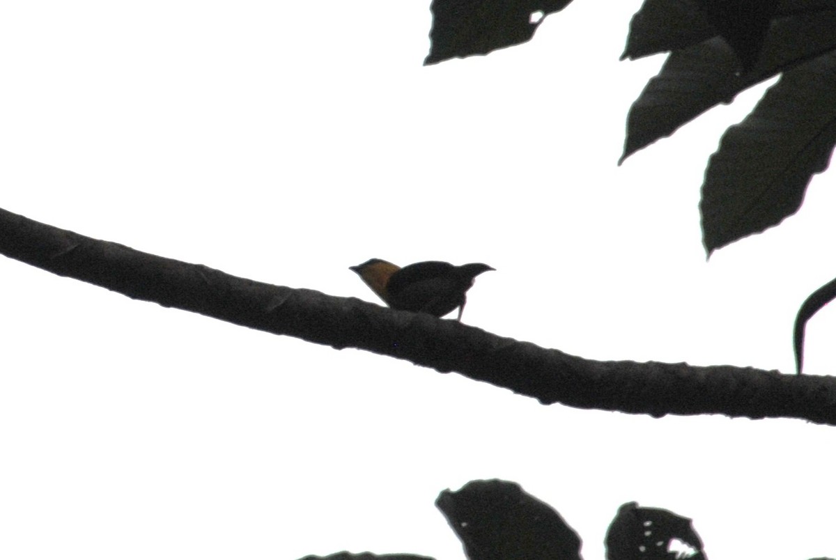 Golden-hooded Tanager - ML644568619