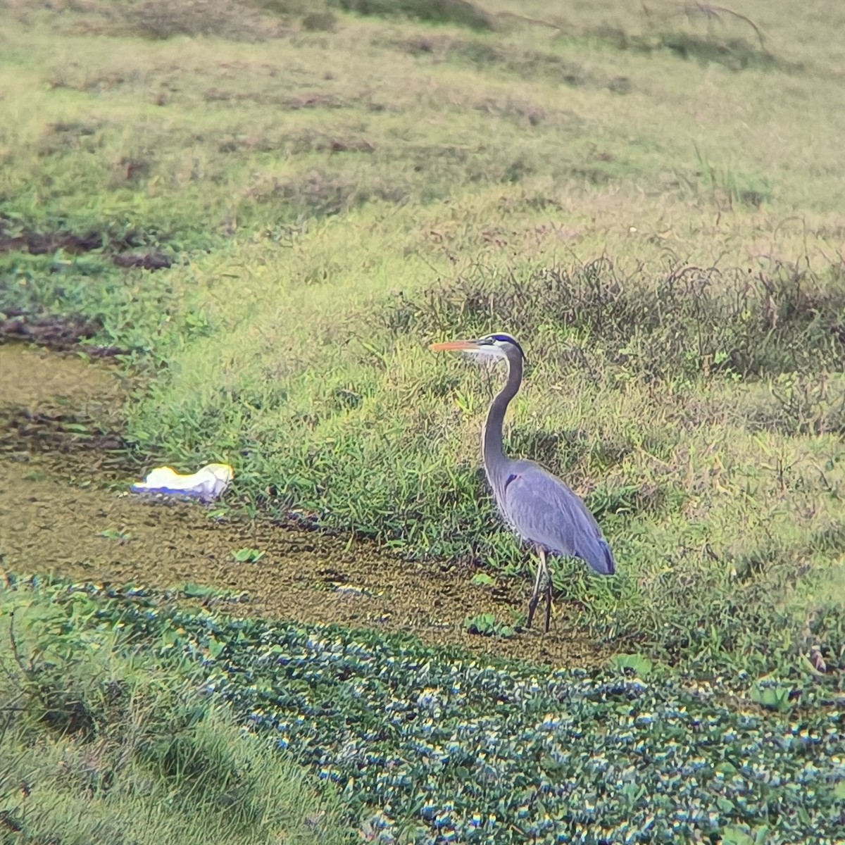 Great Blue Heron - ML644568625