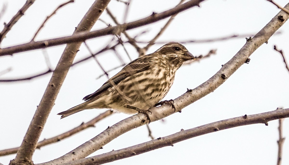 Purple Finch - ML644568632
