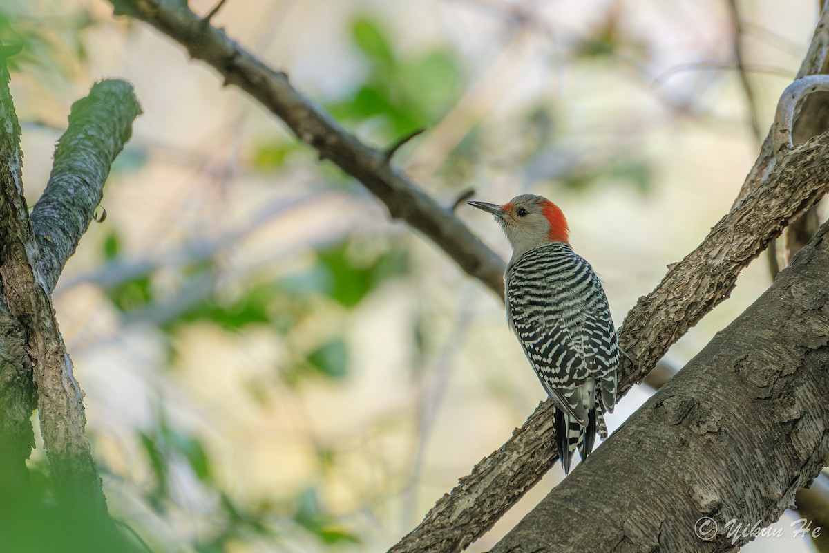 Carolinaspecht - ML644568634